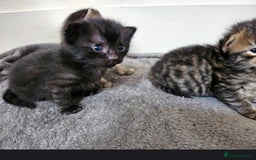 Bengal cats for sale: Elven Bengals - Image 29