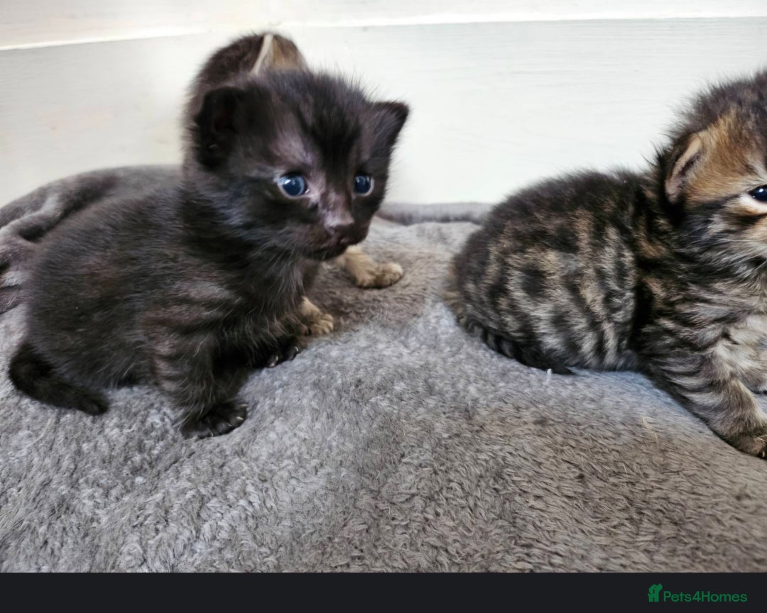 Bengal cats for sale: Elven Bengals - Image 29