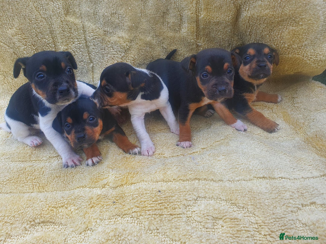 Jack Russell dogs for sale: Jack russell puppies - Image 1