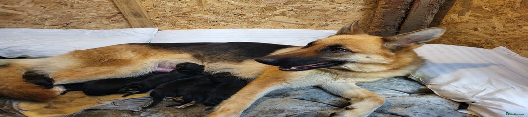 German Shepherd Puppy 2