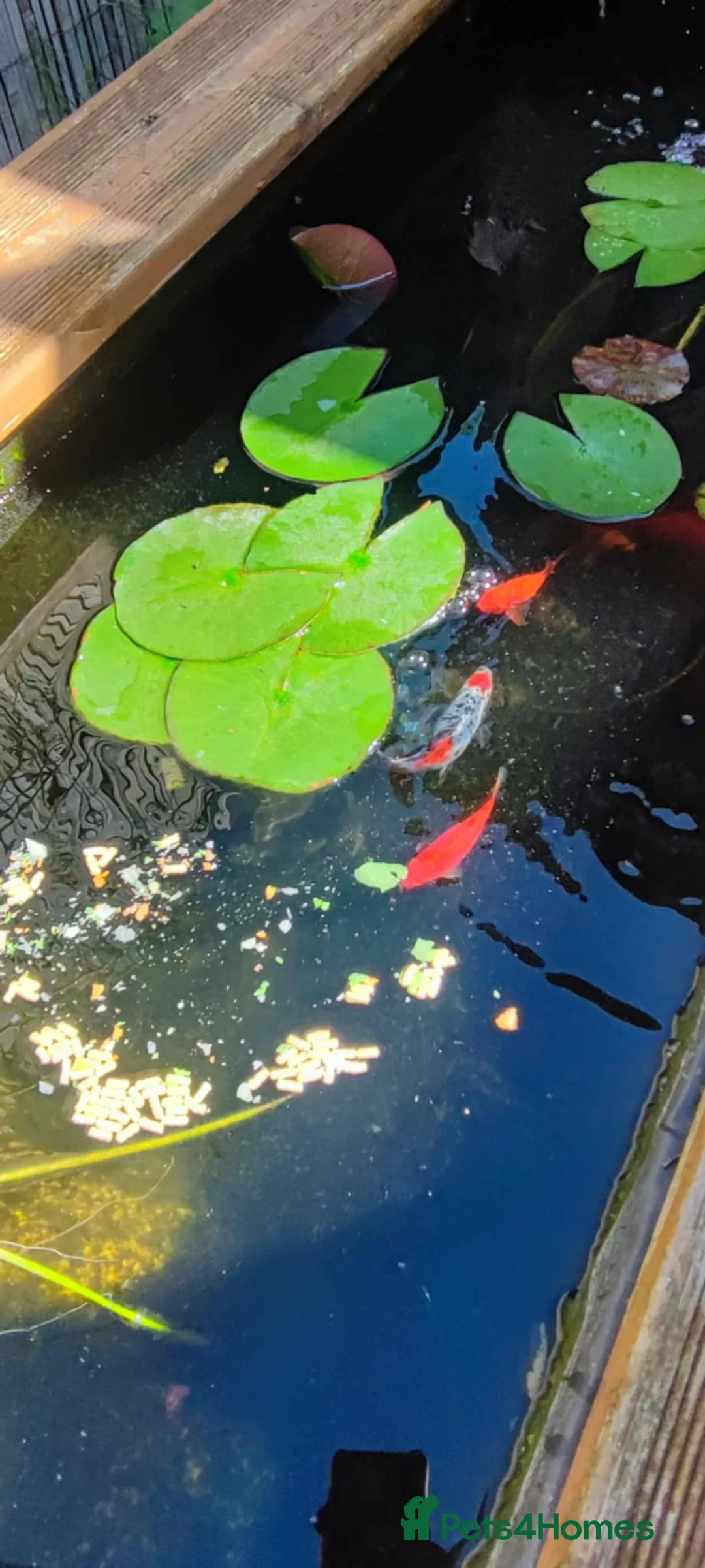 Koi Carp fish for sale: goldfish,koi carp in Bognor Regis - Advert 2