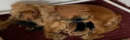 Cocker Spaniel dogs for sale: Stunning Sable KC Show Cocker spaniels puppies - Advert 3
