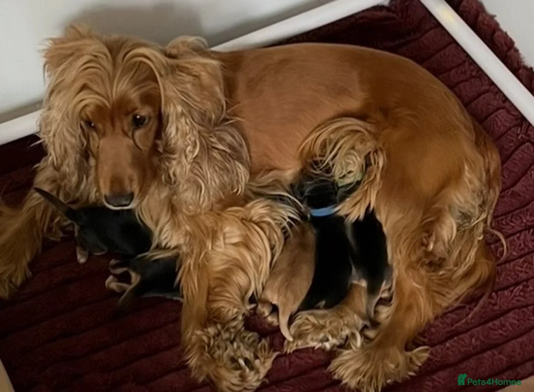 Cocker Spaniel dogs for sale: Stunning Sable KC Show Cocker spaniels puppies - Advert 3