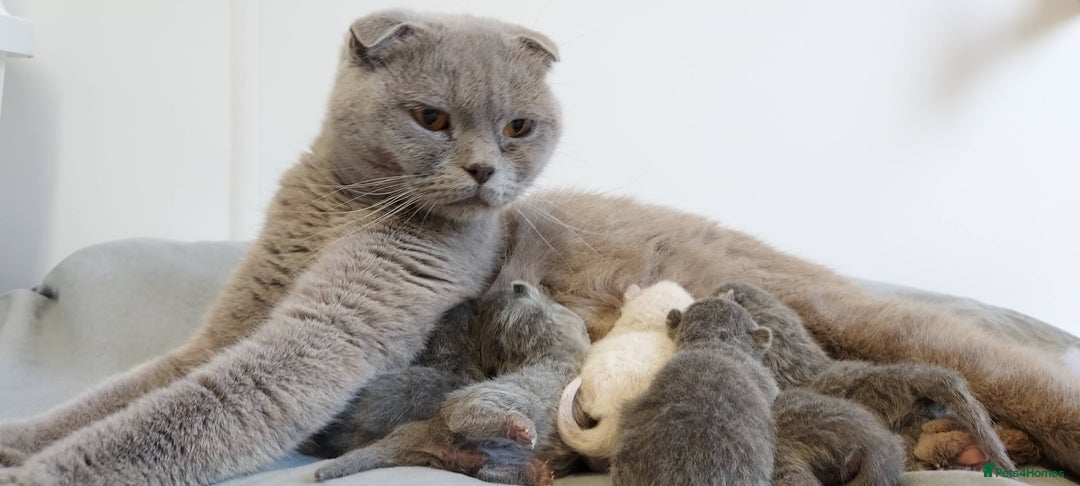 Scottish Fold cats for sale: Scottish Fold Females for Sale  - Image 4