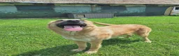 Mixed Breed dogs for adoption: Ruby for adoption!  in Brackley - Advert 9