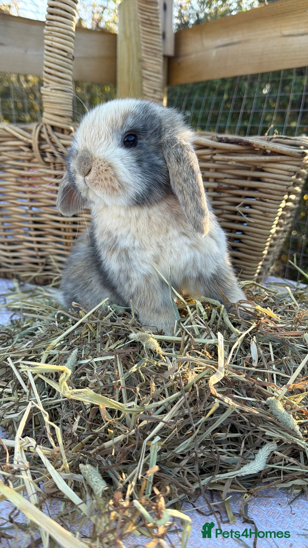 Mini Lop rabbits for sale: Mini Lop bunnies  - Advert 10