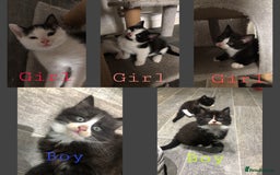 Domestic Shorthair cats for sale: 5 Beautiful kittens for sale  - Image 1
