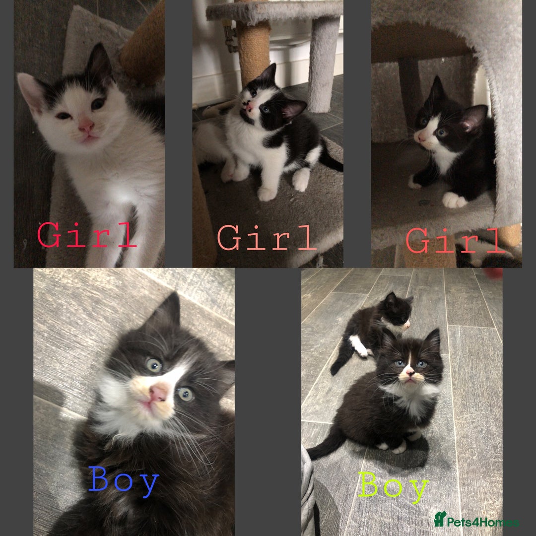 Domestic Shorthair cats for sale: 5 Beautiful kittens for sale  - Image 1
