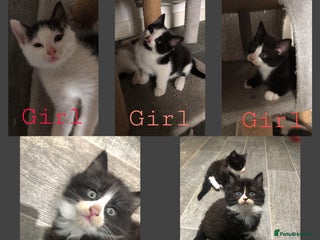 Domestic Shorthair cats for sale - Advert 1