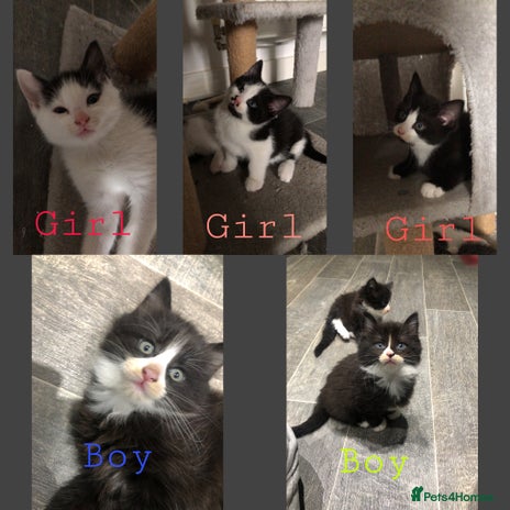 Domestic Shorthair cats - Advert 1
