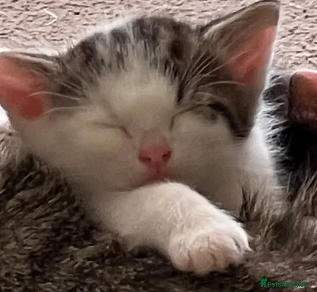 Mixed Breed cats for sale: Ready for their forever homes, 3 fluffy angels - Advert 2