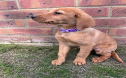 Labrador Retriever dogs for sale: Fox Red Labrador’s  - Image 16
