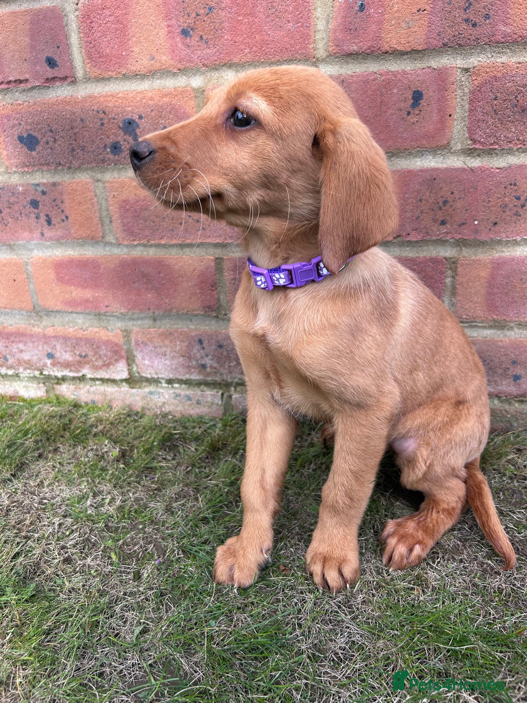 Labrador Retriever dogs for sale: Fox Red Labrador’s  - Image 16
