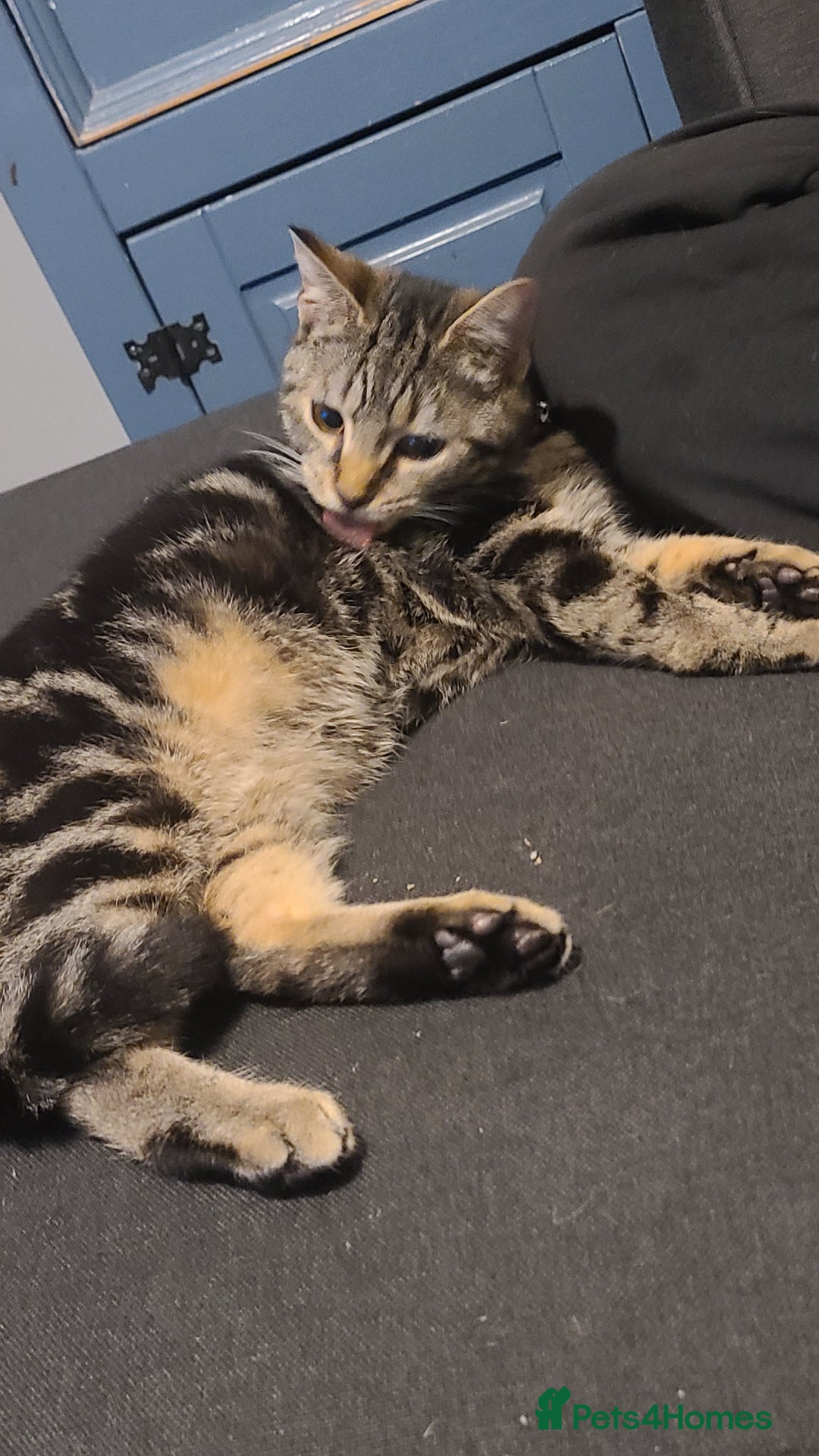 Bengal cats for sale: Bengal cross kitten - Advert 3