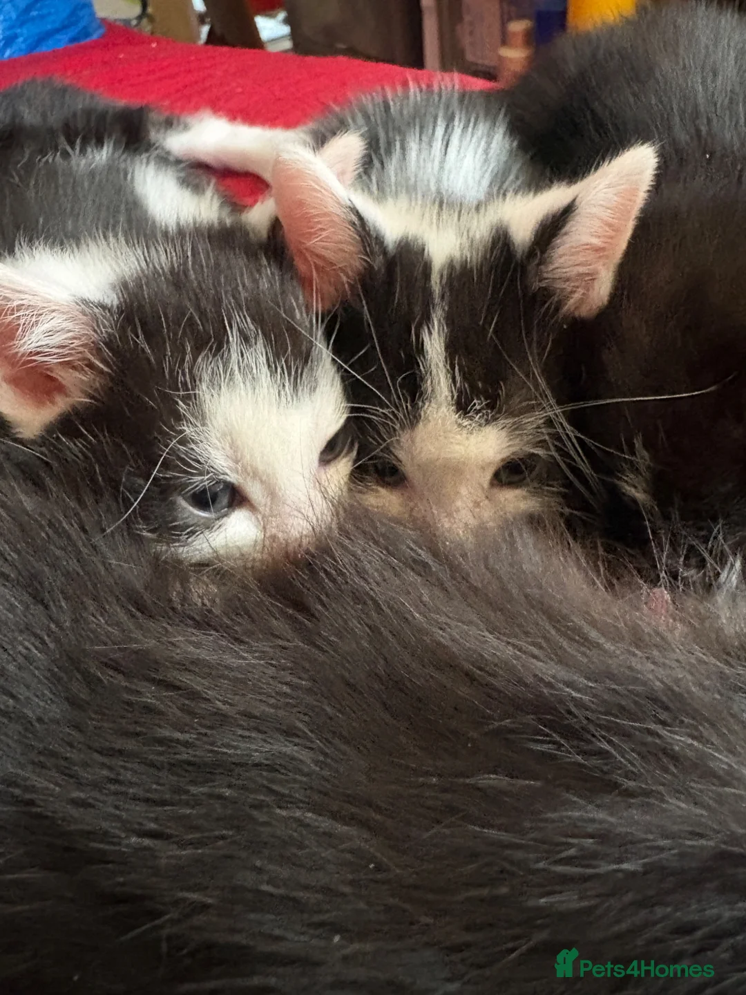 Mixed Breed cats for sale: Kittens ready for their forever home  - Advert 14