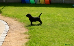 Labrador Retriever dogs for sale: Stunning litter of 6 Labrador Puppies  - Image 15