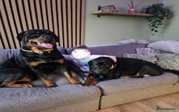 Rottweiler dogs for stud: Rottweiler Stud KC REGISTERED  in Buckingham - Image 1