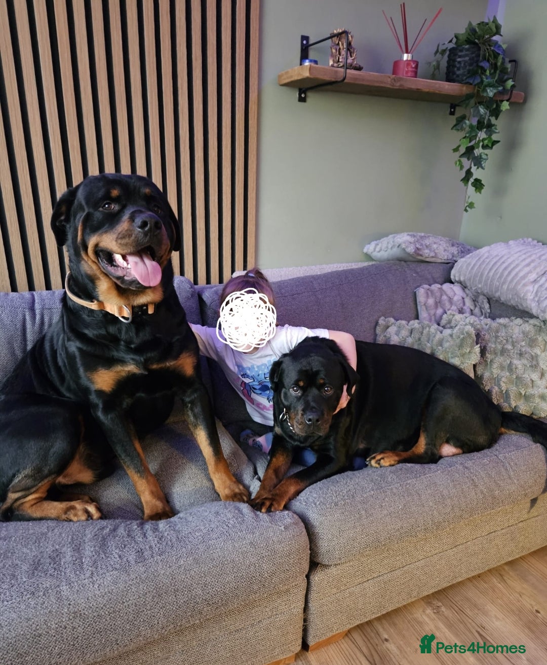 Rottweiler dogs for stud: Rottweiler Stud KC REGISTERED  in Buckingham - Image 1