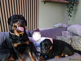 Rottweiler dogs in Buckingham - Advert 5