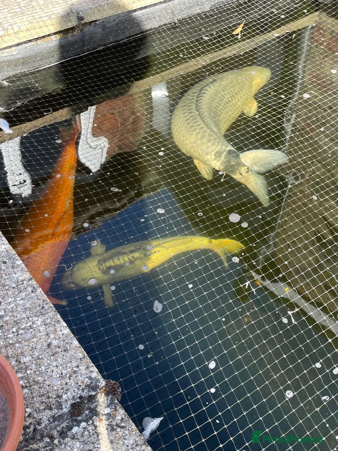 Koi Carp fish for sale: Free Koi Carp in Cambridge - Advert 1