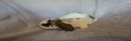 Mini Lop rabbits for sale: Beautiful Mini lops - Advert 2
