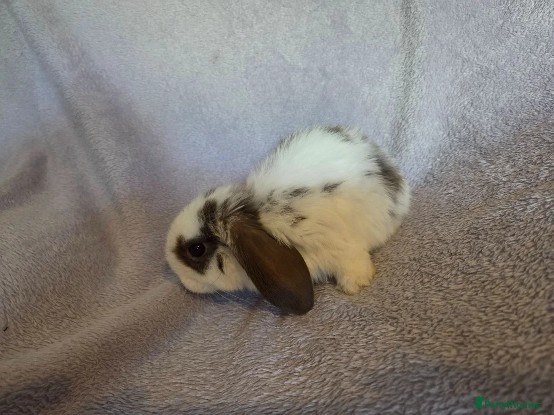 Mini Lop rabbits for sale: Beautiful Mini lops - Advert 2