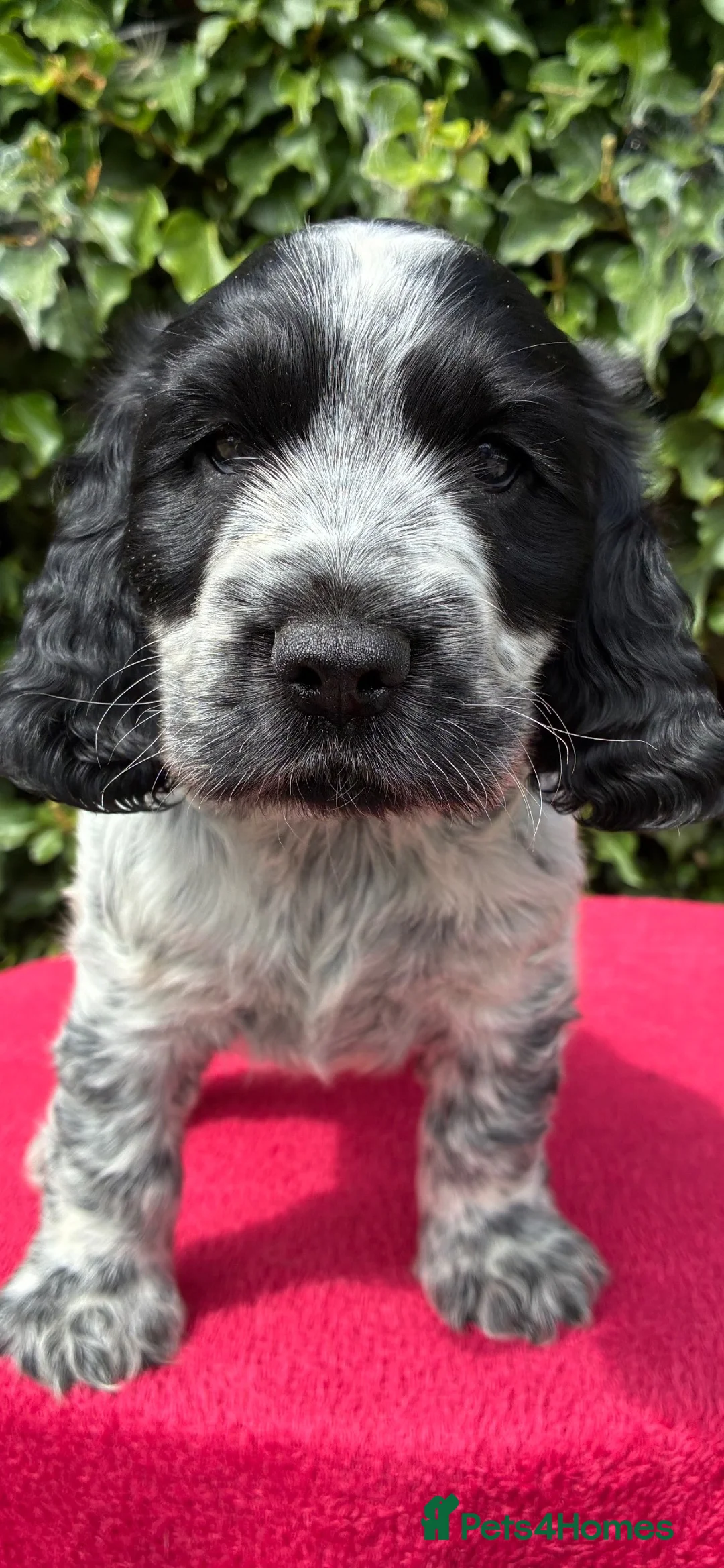 Cocker Spaniel dogs for sale: Show type cocker spaniel  - Advert 2