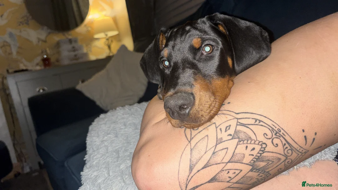 Dobermann dogs for sale: Doberman male  - Advert 2