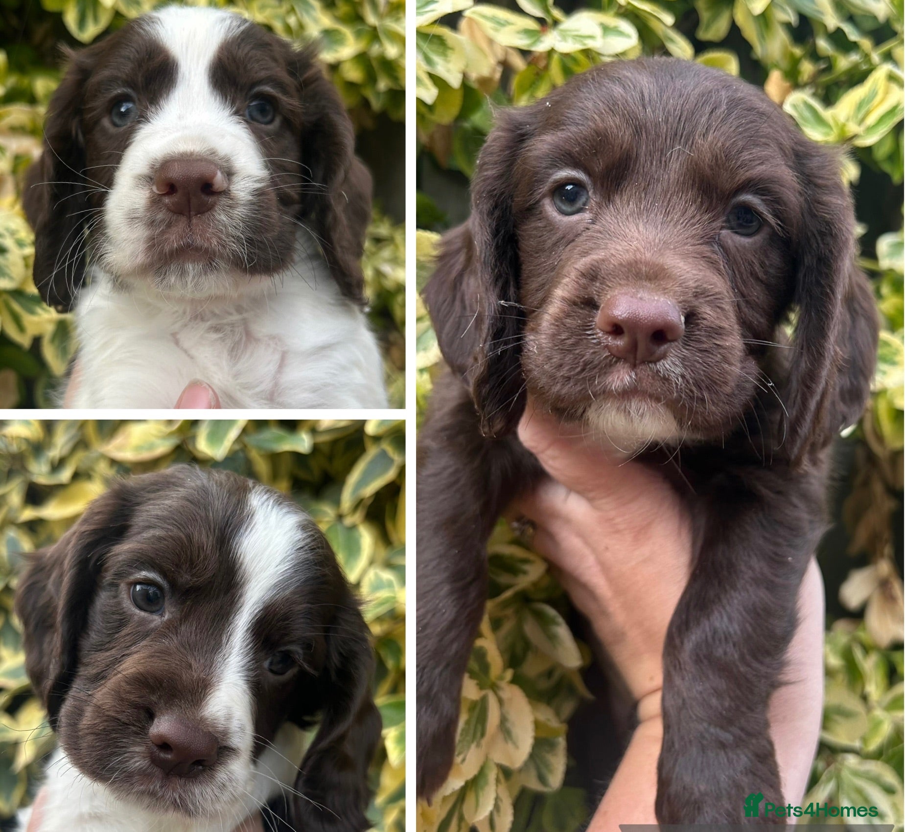 Cocker Spaniel dogs FtCh Sired KC Reg Working Cocker Pups - Advert 5