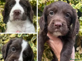 Cocker Spaniel dogs FtCh Sired KC Reg Working Cocker Pups - Advert 5