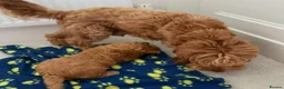 Cavapoo dogs for sale: Ready now Stunning cavapoo puppies - Advert 3