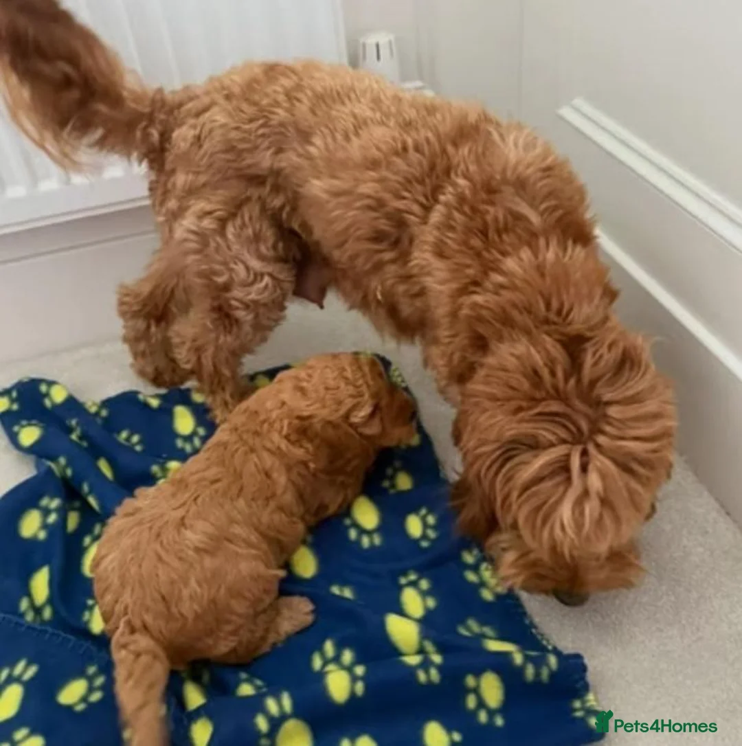 Cavapoo dogs for sale: Ready now Stunning cavapoo puppies - Advert 3