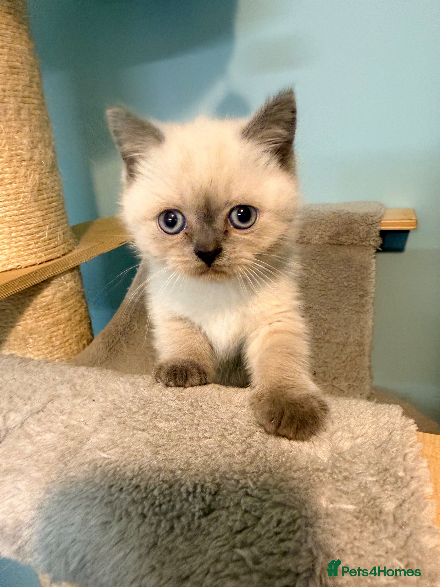 British Shorthair cats Ready Now! Beautiful BSH-Seal Point girl left! - Advert 13