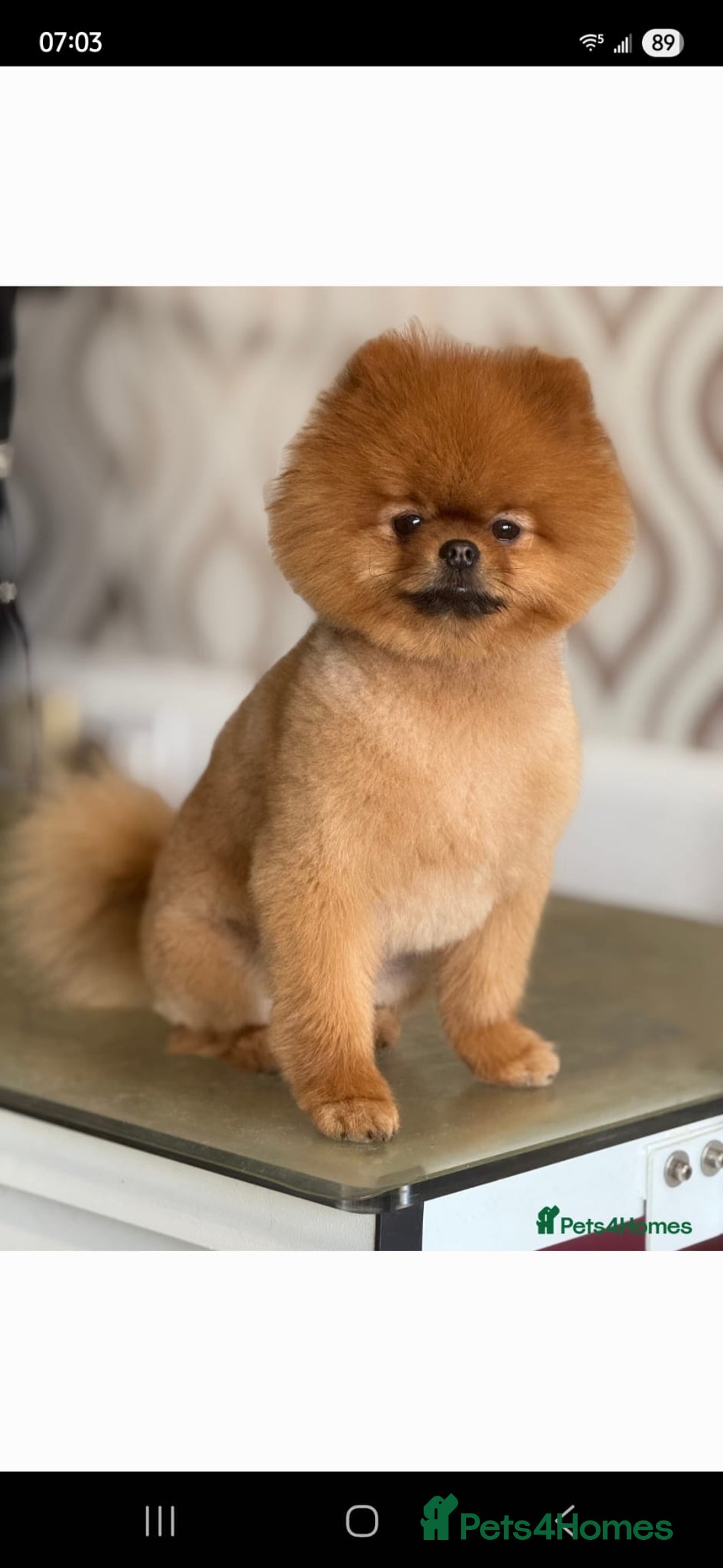 Pomeranian dogs for sale: Female pomeranian  - Image 4