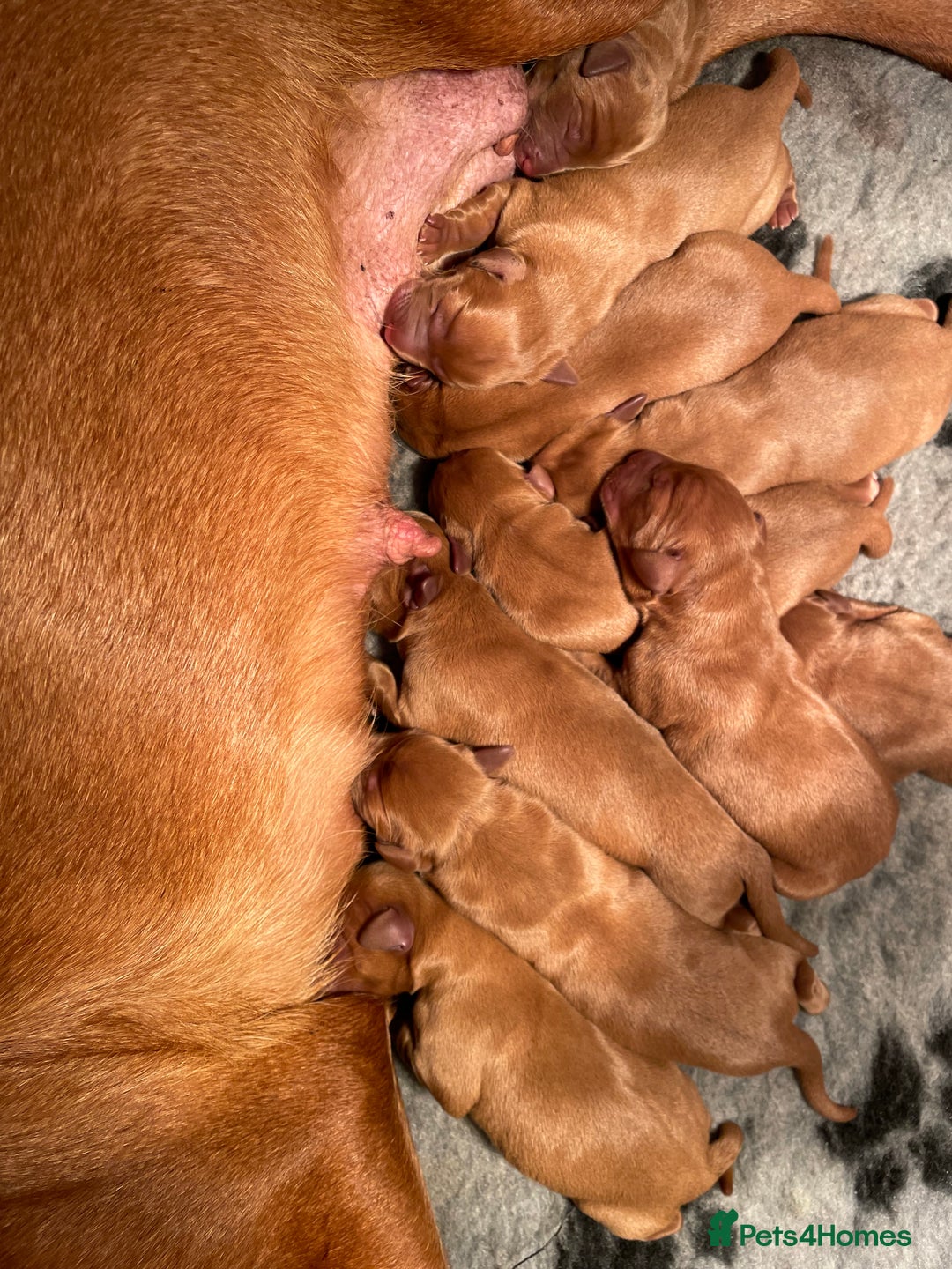 Labrador Retriever dogs for sale: Fox Red Labrador Pups For Sale - Advert 3