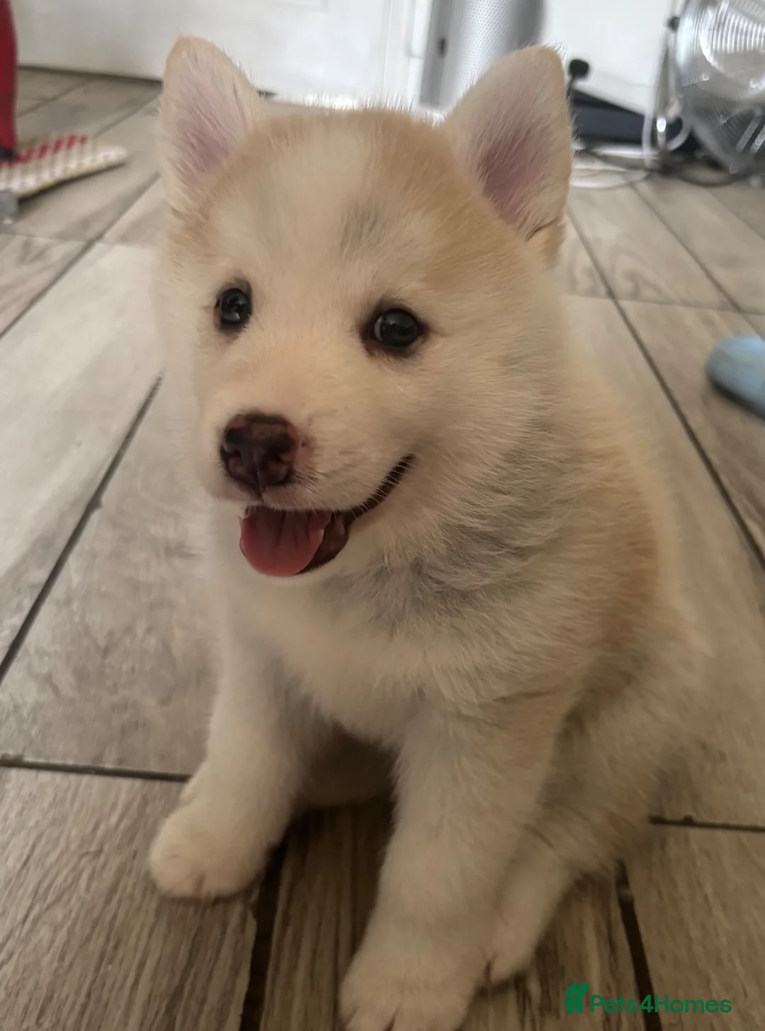 Pomsky dogs for sale: Last 1 now reduced 🩷  F3 real pomsky puppies  - Advert 2