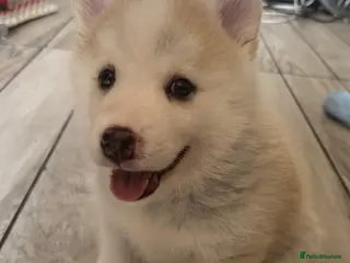 Pomsky dogs Last 1 now reduced 🩷 F3 real pomsky puppies - Advert 5