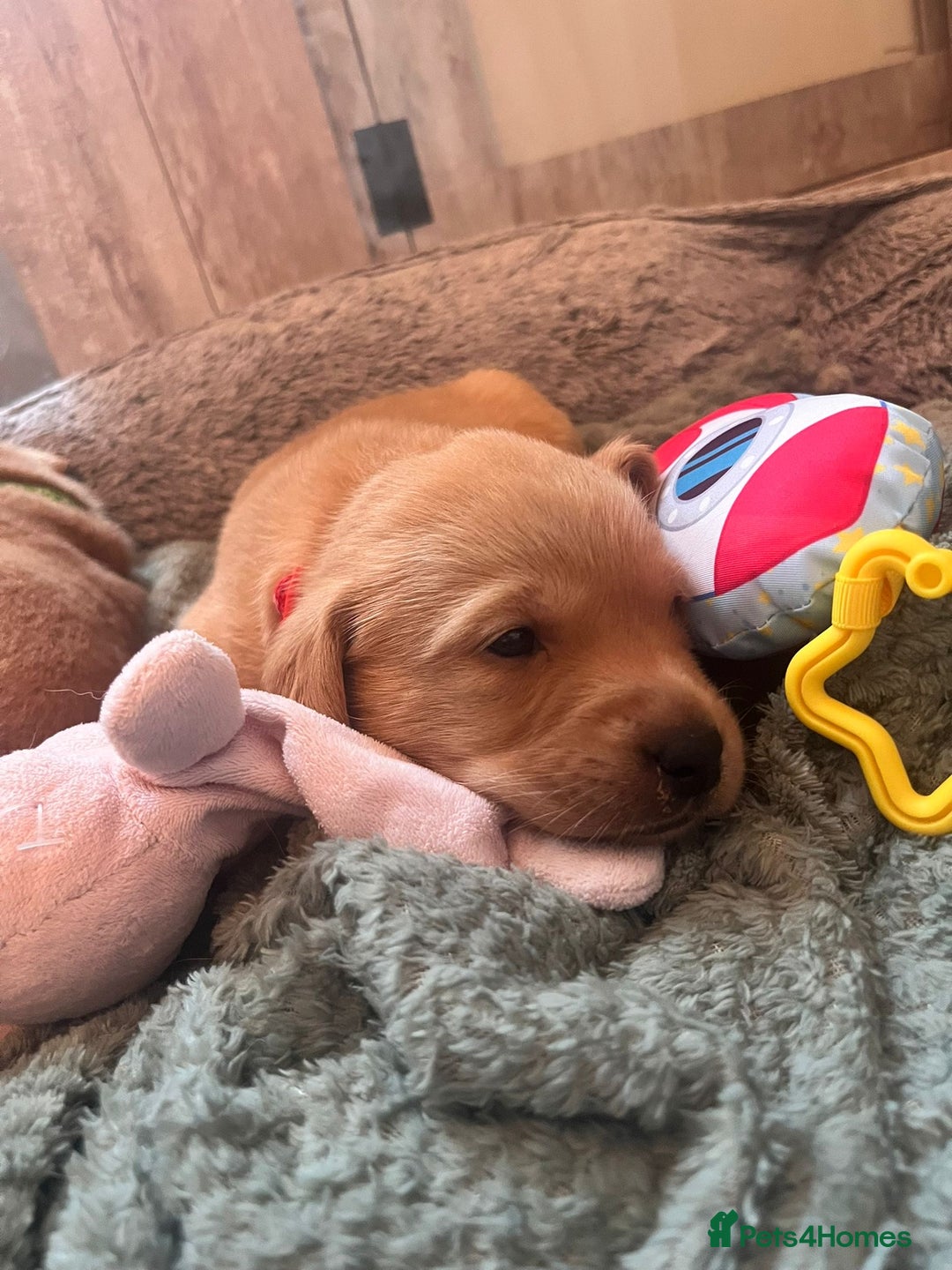 Labrador Retriever dogs for sale: Beautiful Fox Red Labrador KC Reg Puppies  - Advert 13
