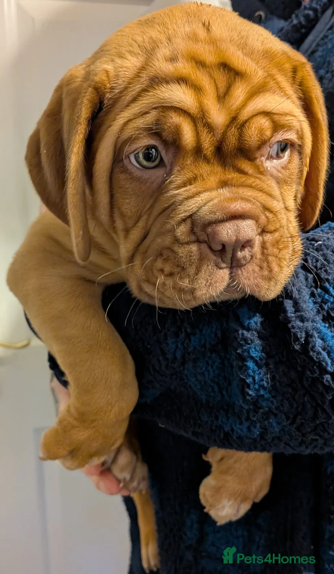 Dogue De Bordeaux dogs for sale: Pedigree chunky pups ready on Tuesday  - Advert 20