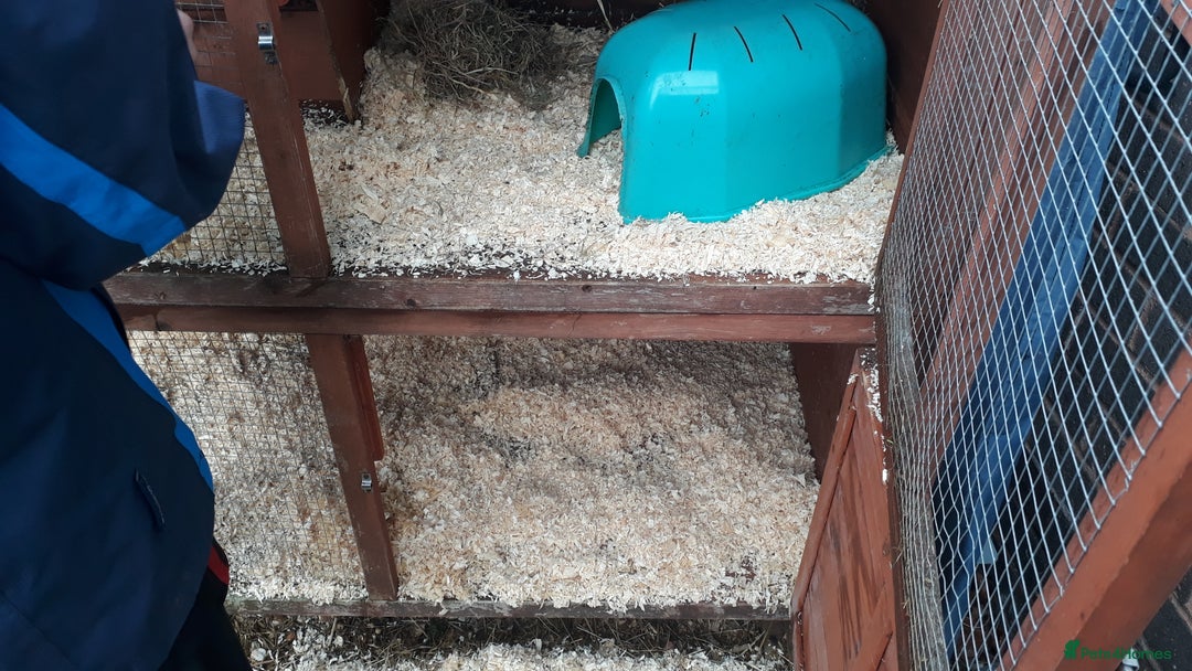 Guinea Pig rodents for sale: 2 female guinea pigs, large hutch and accessories - Advert 16