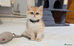 British Shorthair cats for sale: One lovely girl and three handsome boys  - Image 14
