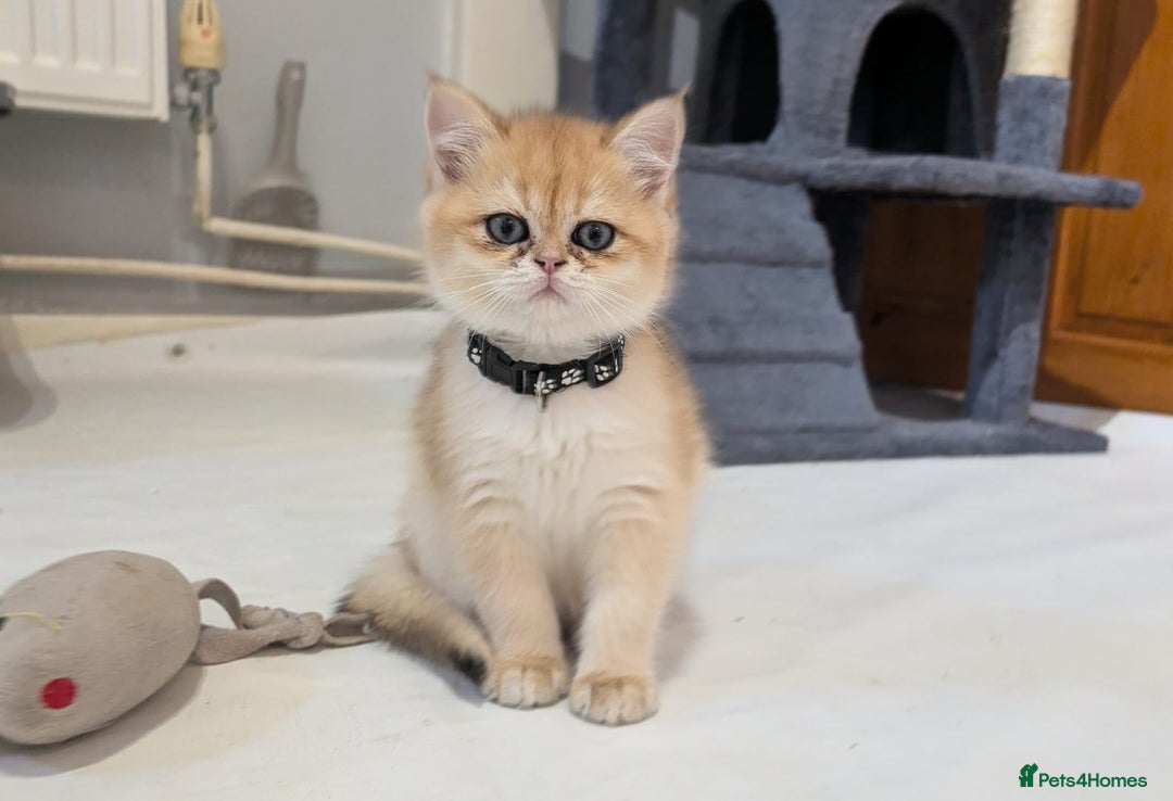 British Shorthair cats for sale: One lovely girl and three handsome boys  - Image 14