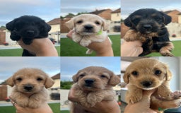 Jackapoo dogs for sale: Jackapoos - Image 2