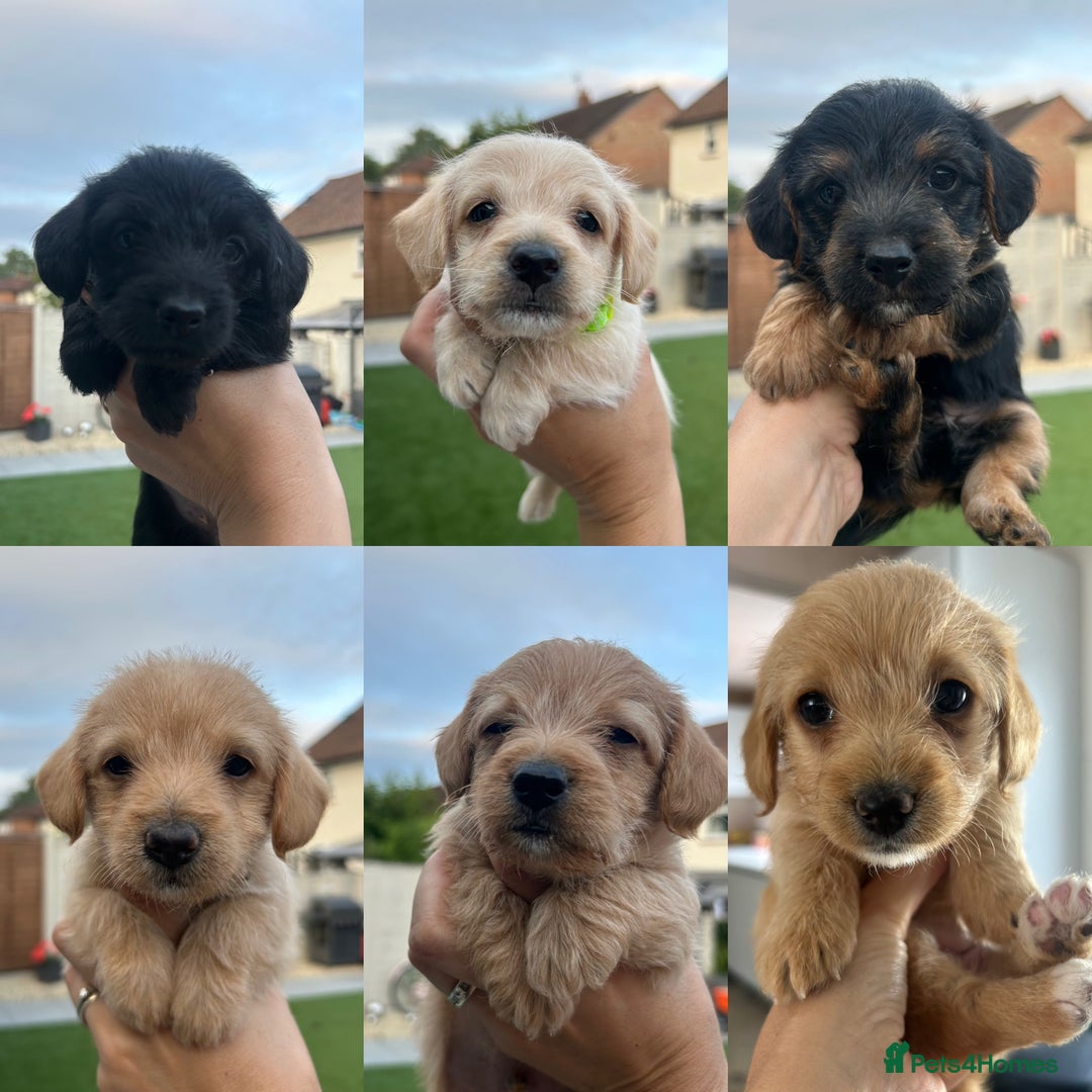 Jackapoo dogs for sale: Jackapoos - Image 2