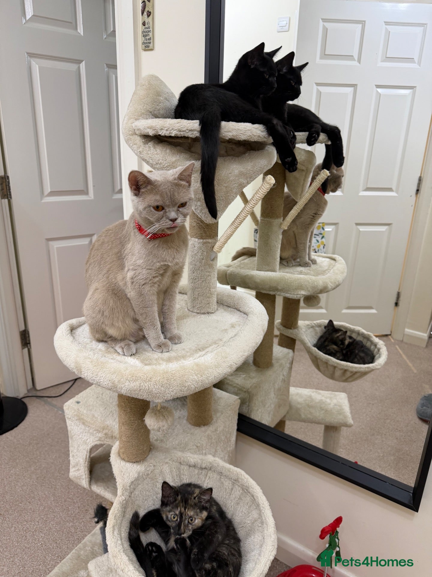 Mixed Breed cats Two Beautiful Kittens Looking for Loving Homes - Advert 17