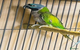 Parakeets birds for sale: Lord Derbyan Parrot for sale.👍QUICK SALE 👍 - Image 11
