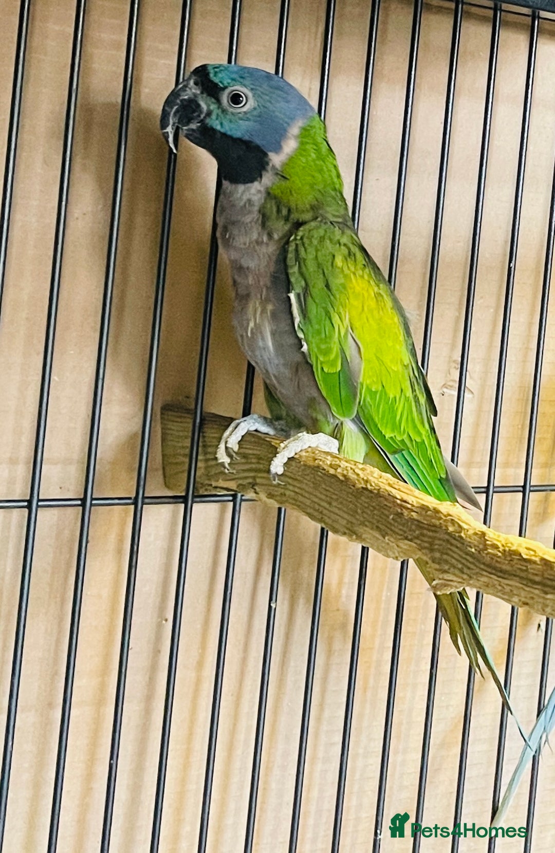 Parakeets birds for sale: Lord Derbyan Parrot for sale.👍QUICK SALE 👍 - Image 11