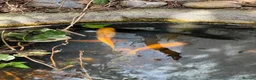 Goldfish fish for sale: Goldfish to rehome in Watford - Advert 3