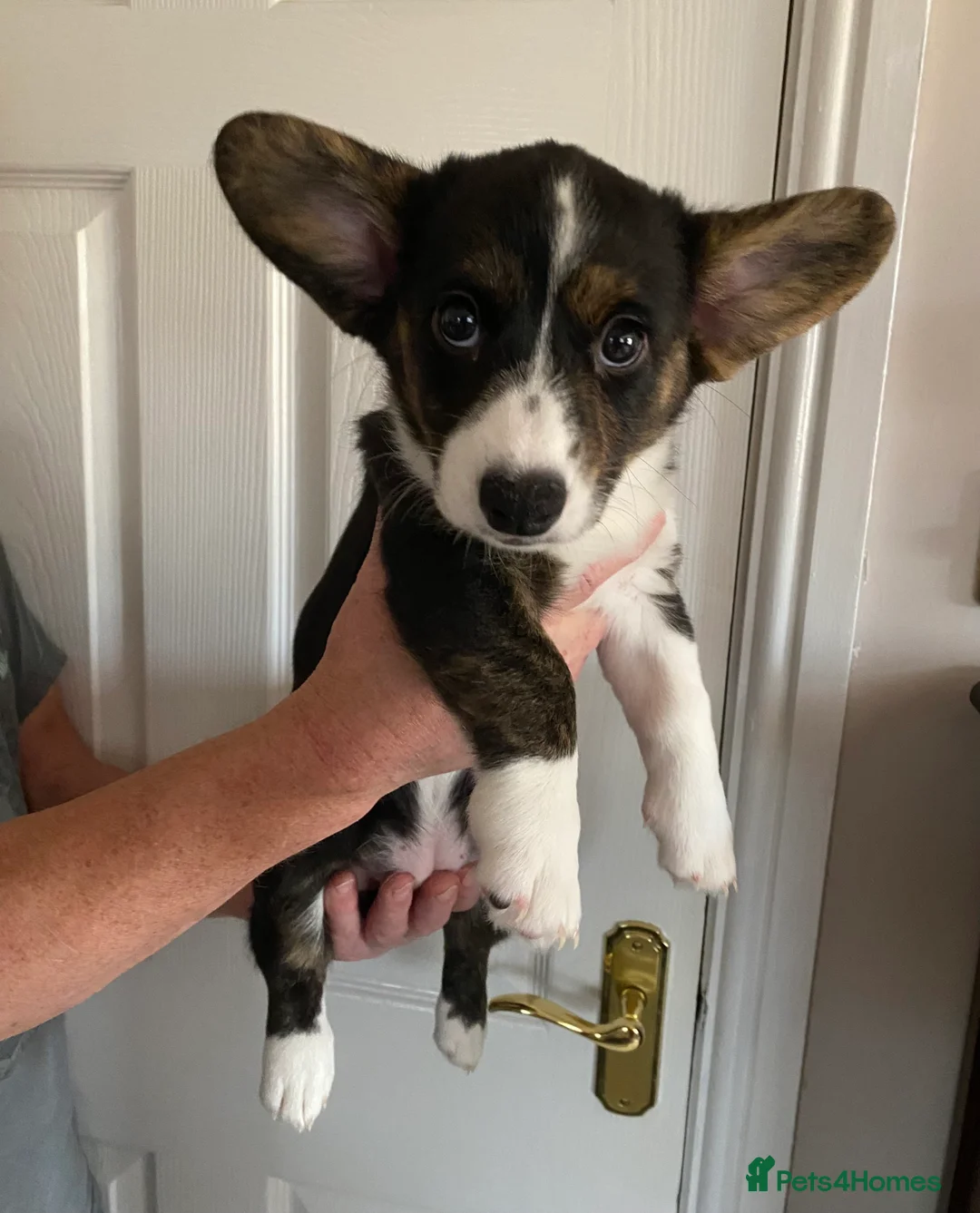 Welsh Corgi Cardigan dogs for sale: WELSH CARDIGAN CORGI GIRLS READY NOW - Advert 18