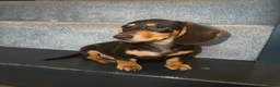 Miniature Dachshund dogs for sale: Beautiful Chocolate & Cream Miniature Dachshund - Advert 2